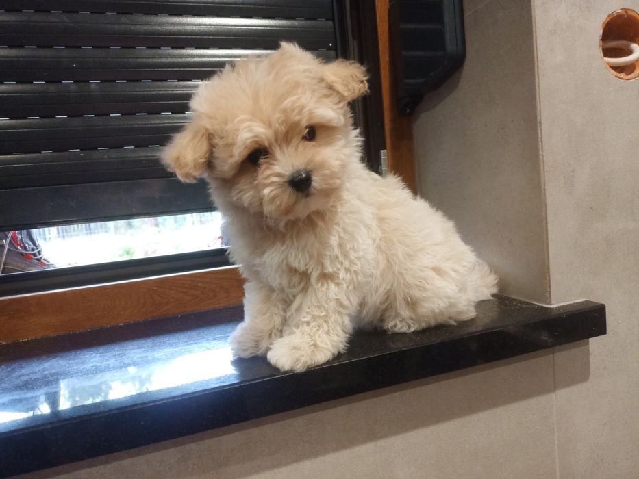 Maltipoo piesek miniaturka