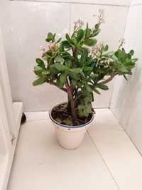 Planta natural árvore de Jade
