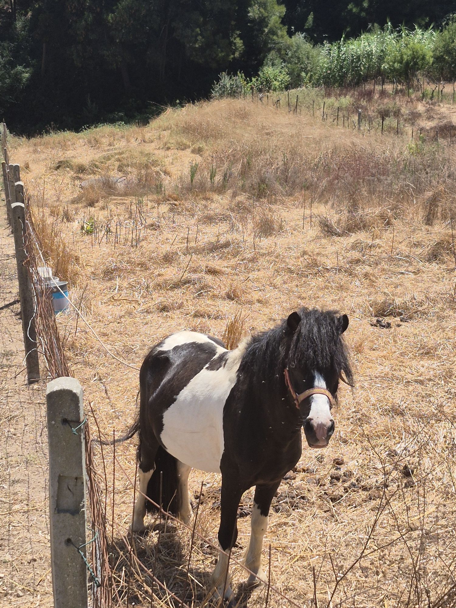 Ponei macho montado