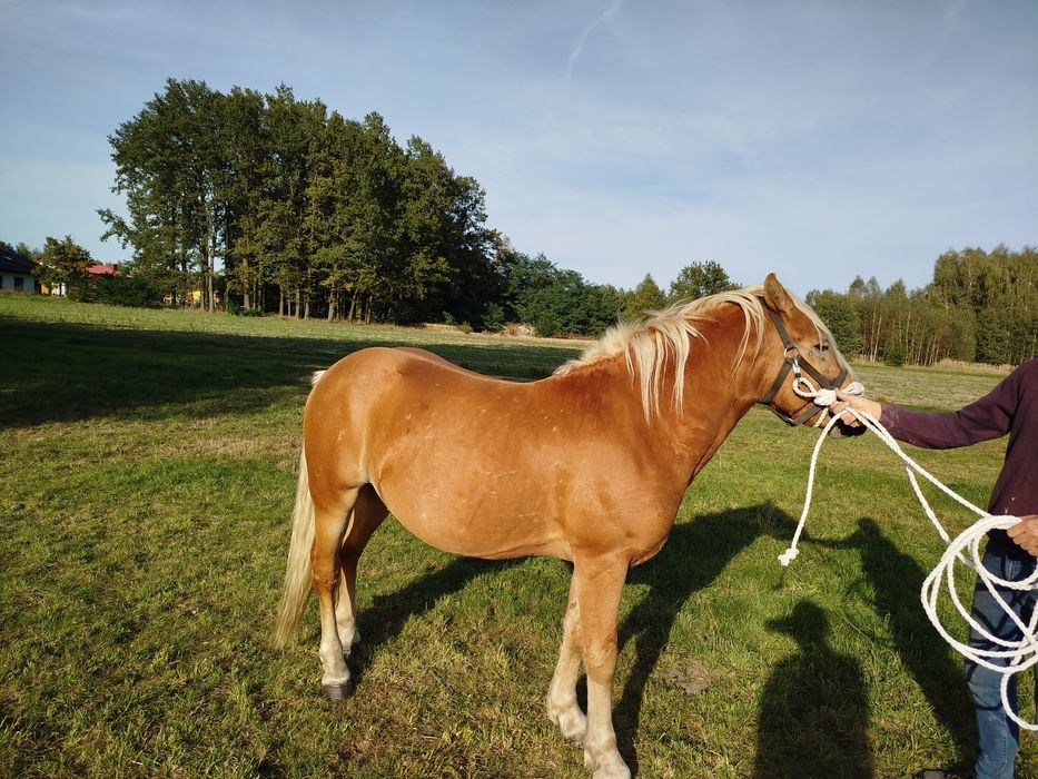 Ogier haflinger z licencją