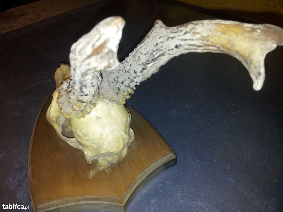 Poroże Kozła oprawione