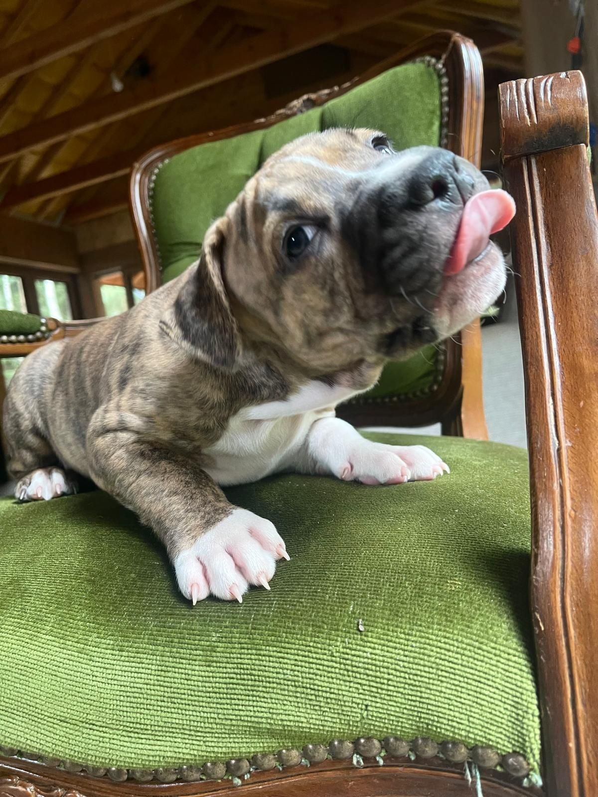 Piekny pregowany amstaff