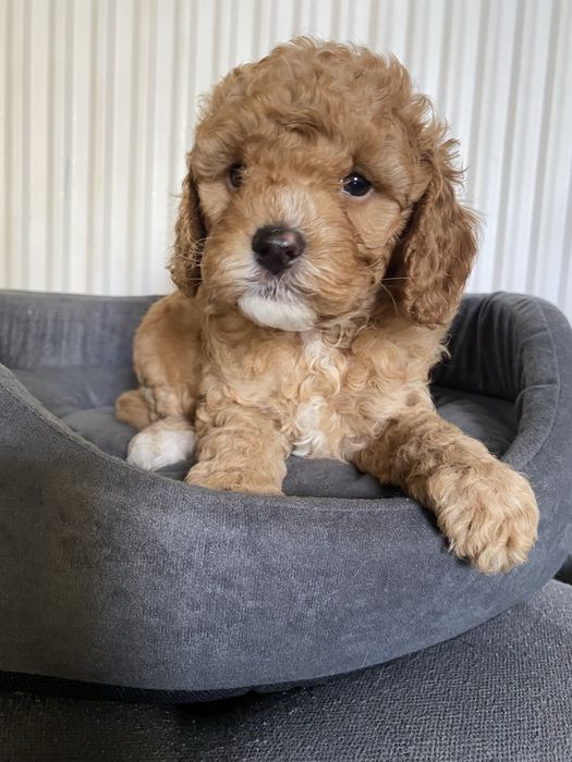 Cavapoo F1B Alex Cavapoo&Pudel miniaturowy