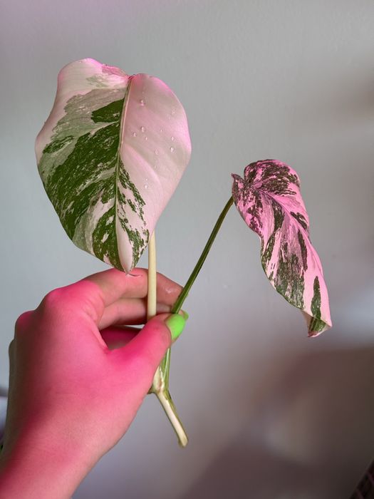 MONSTERA ALBO / монстера альба