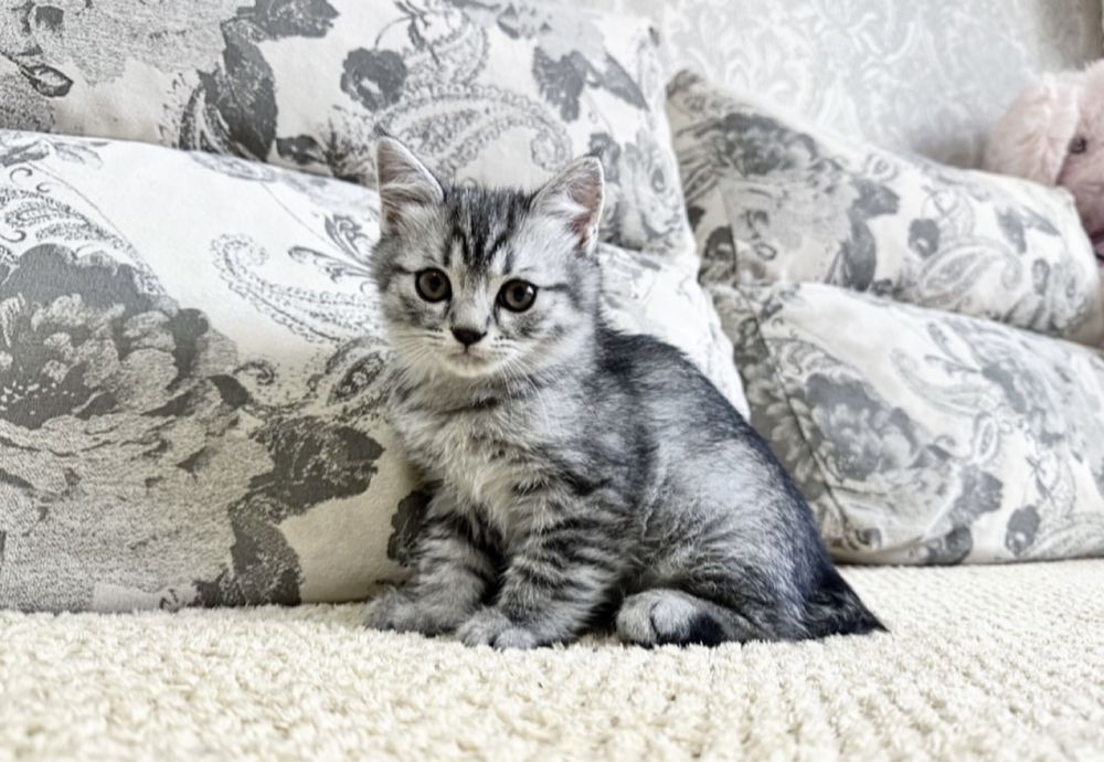 Мечты должны сбываться!