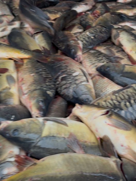 Продам рыбу свежую