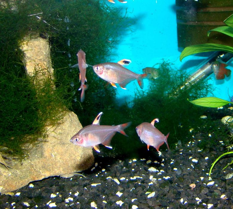 Bystrzyk ozdobny white fin