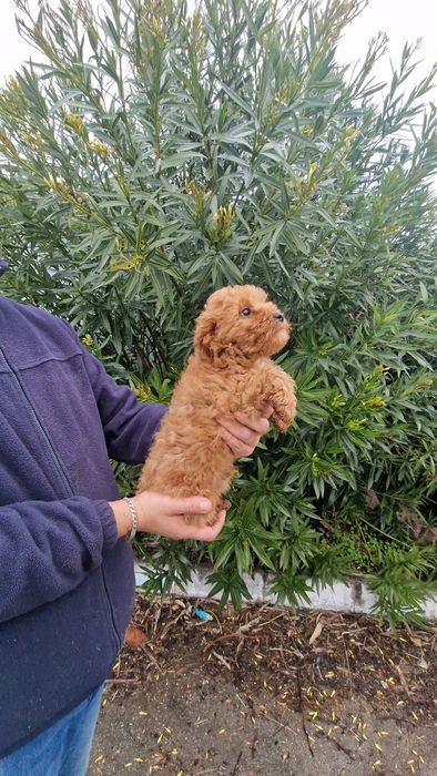 Caniche Toy Vermelho Macho