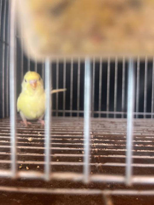 Varias Aves para nova casa