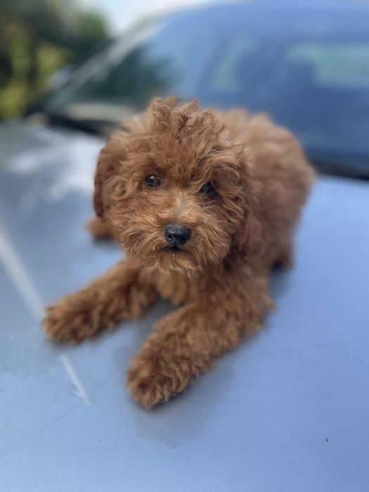 Suczka pudel toy/miniatura red