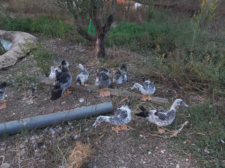 Patos Mudos Criados No Campo, 2 meses
