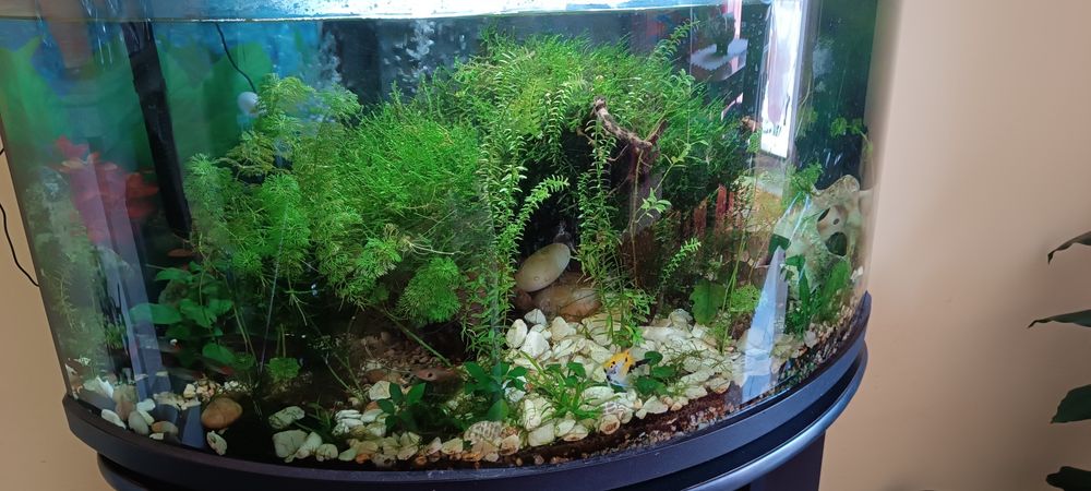 Iluminação  e decoração de aquário