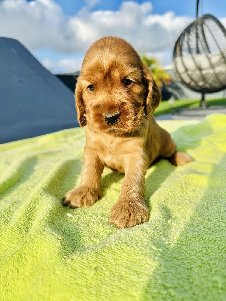 Cocker menino lindo