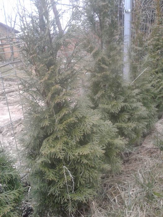 tuja szmaragd żywotnik golden  140 cm