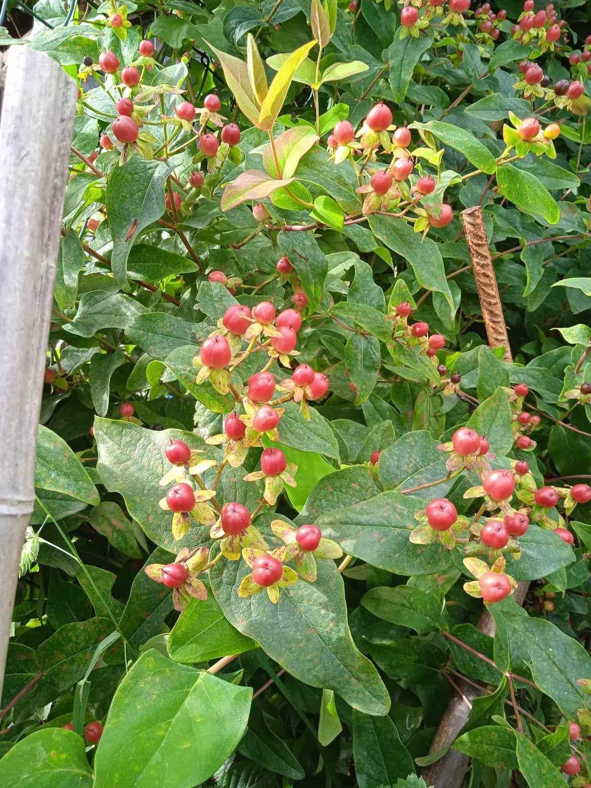 Vendo  flores para fazer arranjos três cores