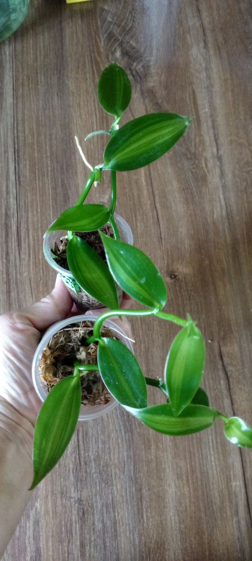 Орхидея Ваниль продам