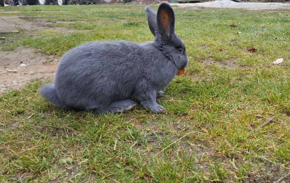 Młode króliki samce i samice. Możliwa zamiana