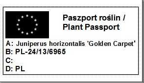 8 sztuk Jałowiec Płożący Golden Carpet 4 letni