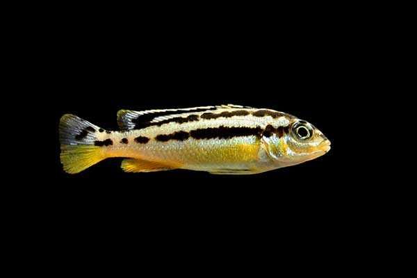 pyszczak Malawi Melanochromis auratus, Możliwa wysyłka kurierem UPS