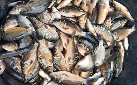 В продажі жива риба малька Форель, сом