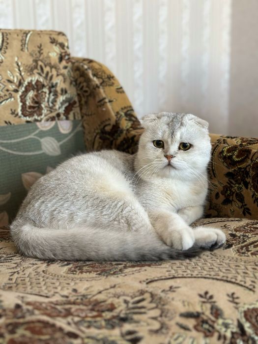 Шотландський висловухий (scottish fold) кіт на вʼязку