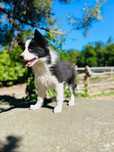 Suczka Border Collie