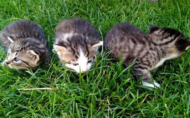 Małe kociczki pręgowane szukają domów