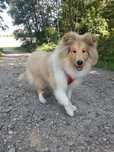 Owczarek Szkocki Collie