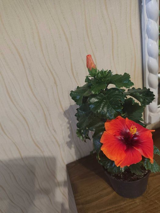 Róża Chińska w doniczce ozdoba parapetu okinnego