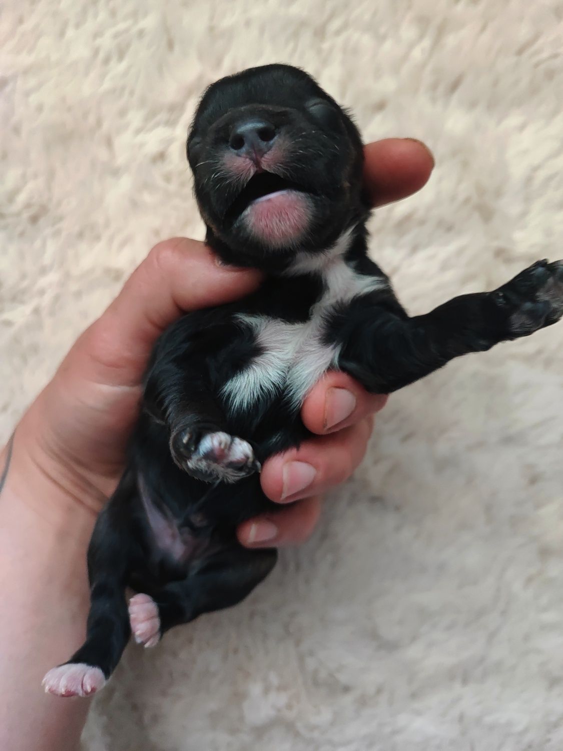 Cavapoo-Cavoodle Samiec o pięknym umaszczeniu do rezerwacji!