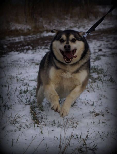 As - uroczy husky szuka nowego domku