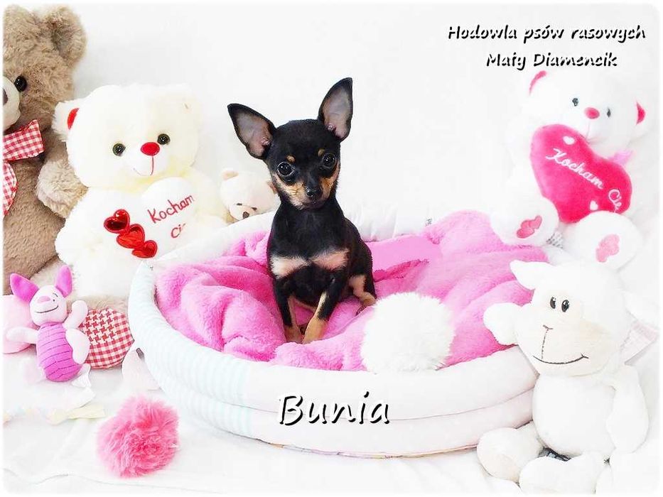 Mini Suczka BUNIA Ratlerek XS! Pinczer miniaturowy z Rodowodem 5m-cy