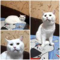 Белоснежная кошка Нюша, 10 лет, стерилизована