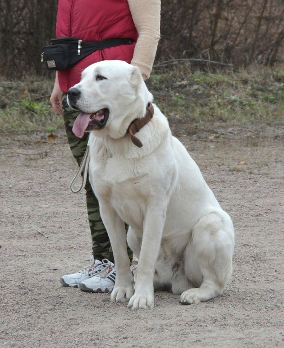 Вязка среднеазиатская овчарка, алабай