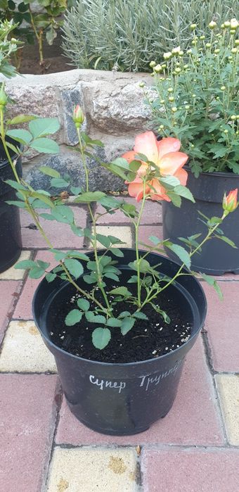 Саженцы розы" Супер Трупер","Романза","Хулио Иглесиас","Ред интуишн"