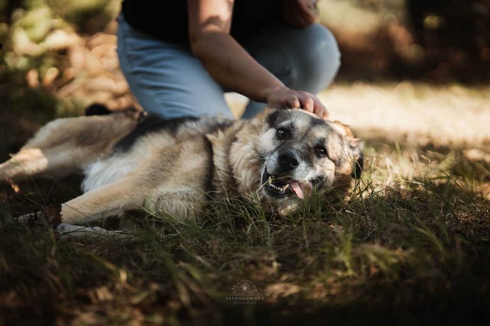 Hagi duży puchaty misiek czeka na dom ADOPCJA