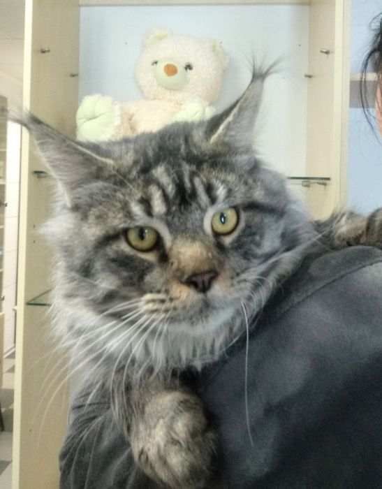 Кот пятно на серебре приглашает невест.