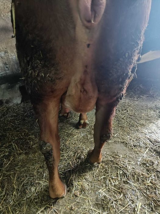 Jałówki wysokocielne 2 sztuk