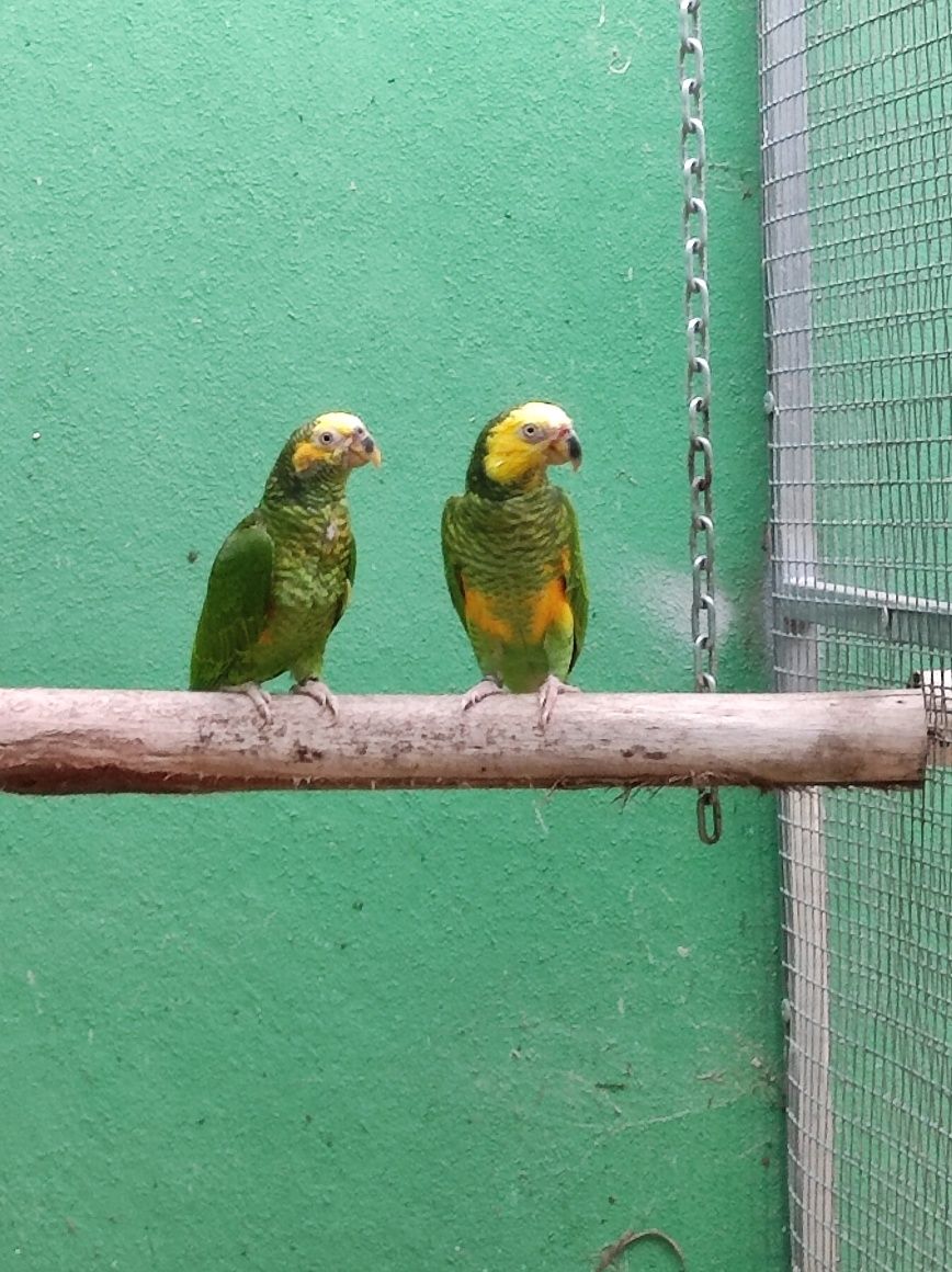 Amazona Xanthops