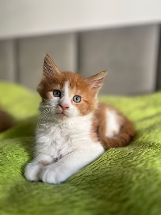 Kocurek Maine Coon „HUGO” d0922 FPL/FIFE – klasyczny rudy z bielą