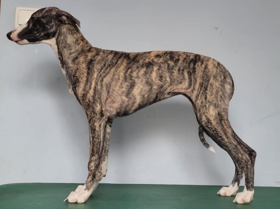 Whippet dziewczynka