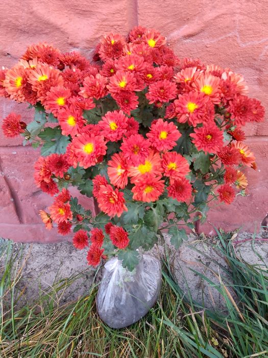 Продам хризантеми мультифлора