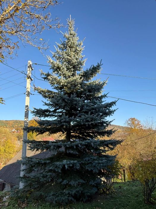 Сибірська Ялинка