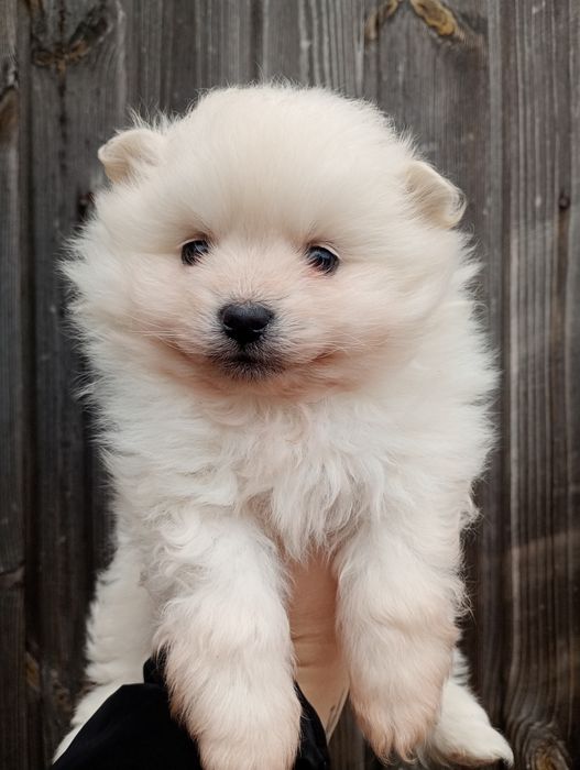 Белый шпиц девочка