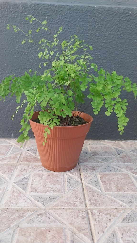 Vendo vaso Avenca