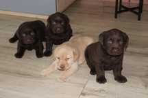 Biszkoptowy szczeniak Labrador Retriever