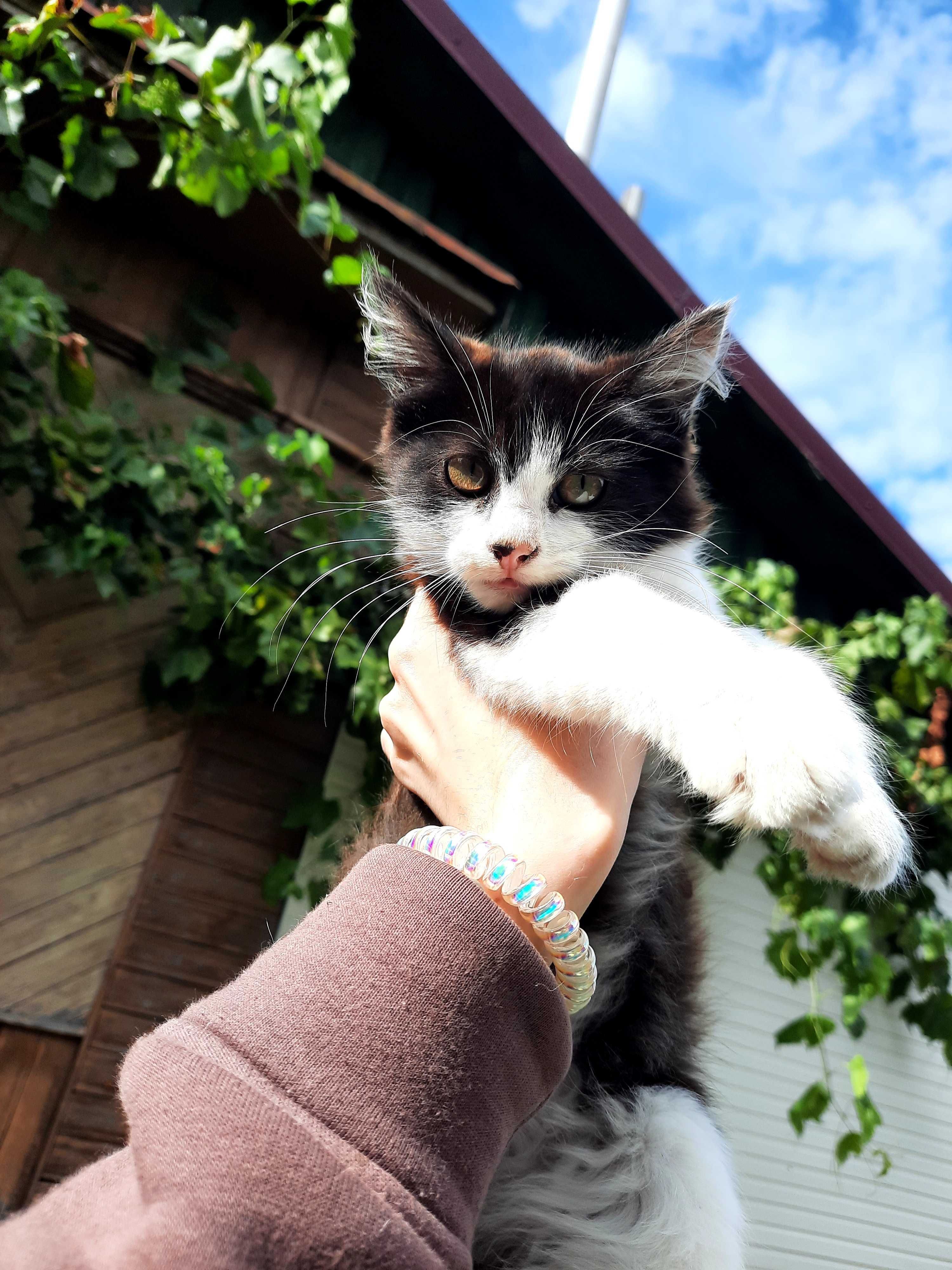 Кошеня. Коти. Тварини. Улюбленець