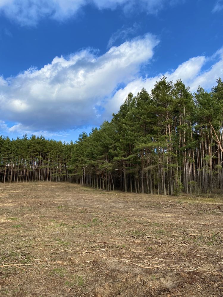 Działka przy lesie nad jeziorem Sarnowskim