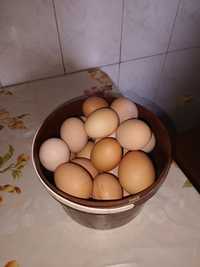 Яйца домашние без ГМО
