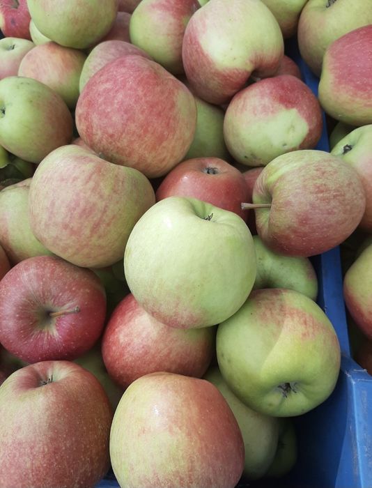 Jabłka odmiana Szampion 10kg, 3zł/kg od producenta